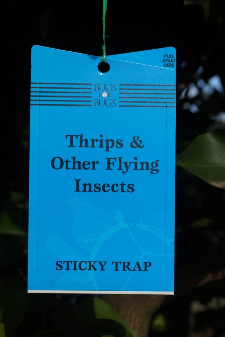 Sticky Trap - Legana Plants Plus