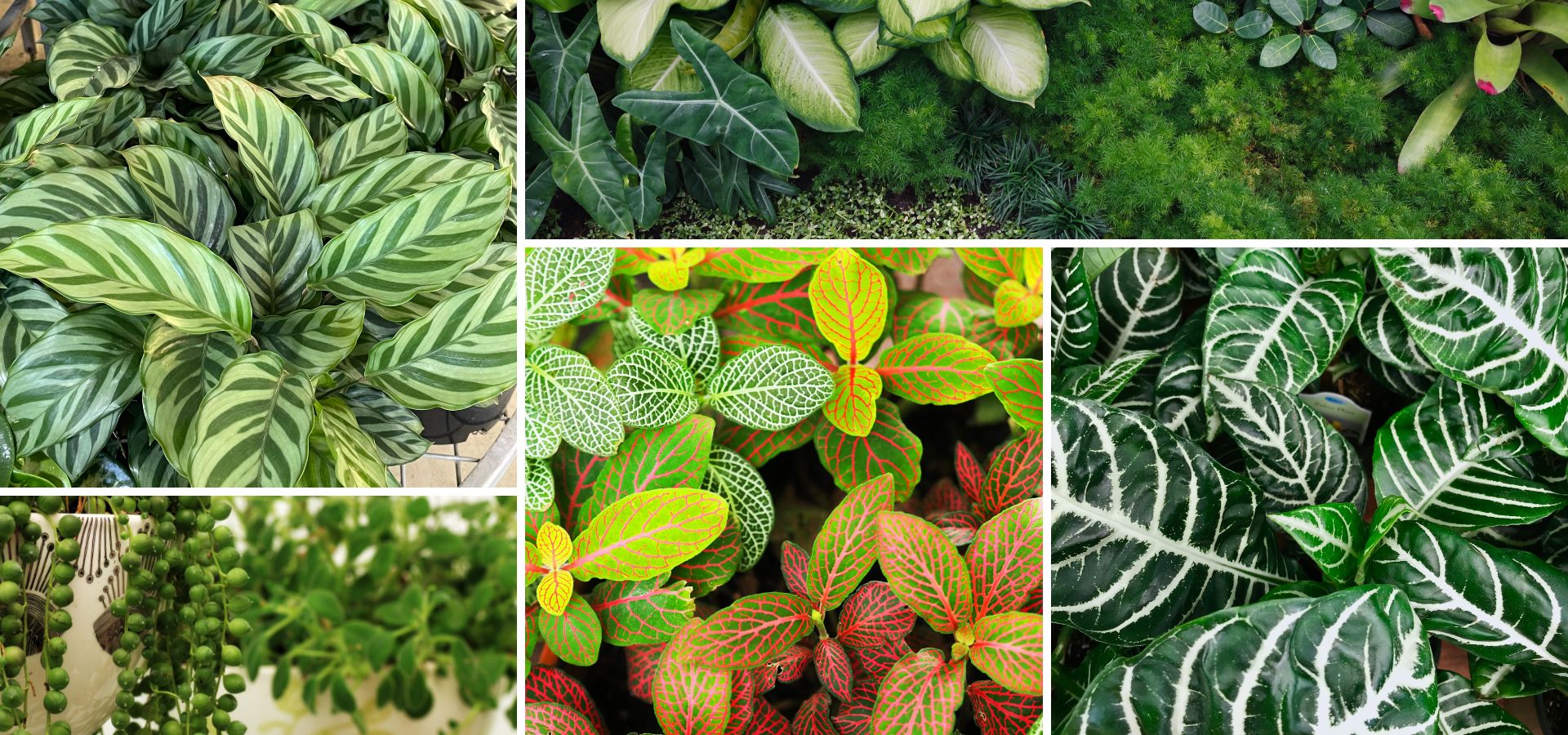 Legana Plants Plus - Grow With Us