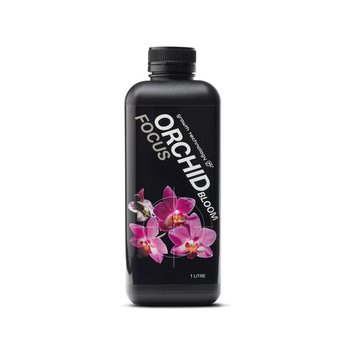 GT Orchid Focus Bloom - Legana Plants Plus