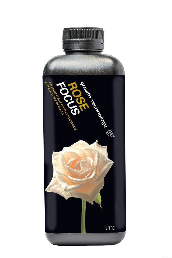 GT Rose Focus - Legana Plants Plus
