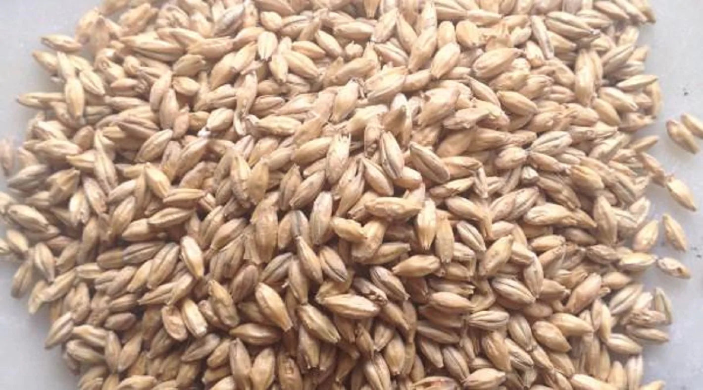OGS Malt Barley - Legana Plants Plus