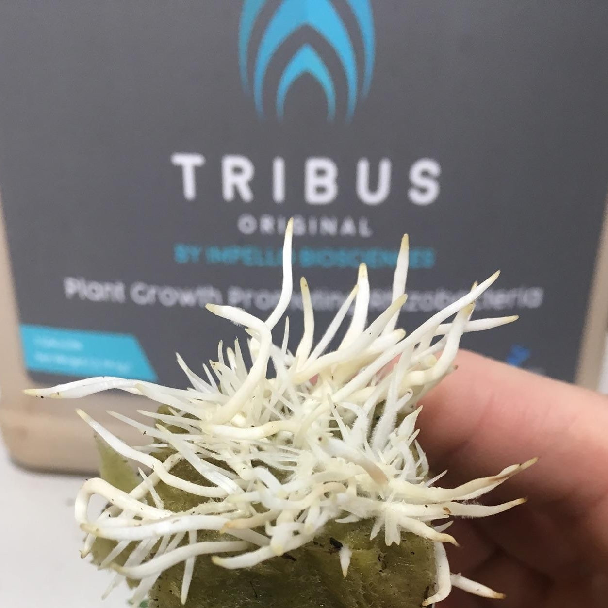 Tribus - Legana Plants Plus