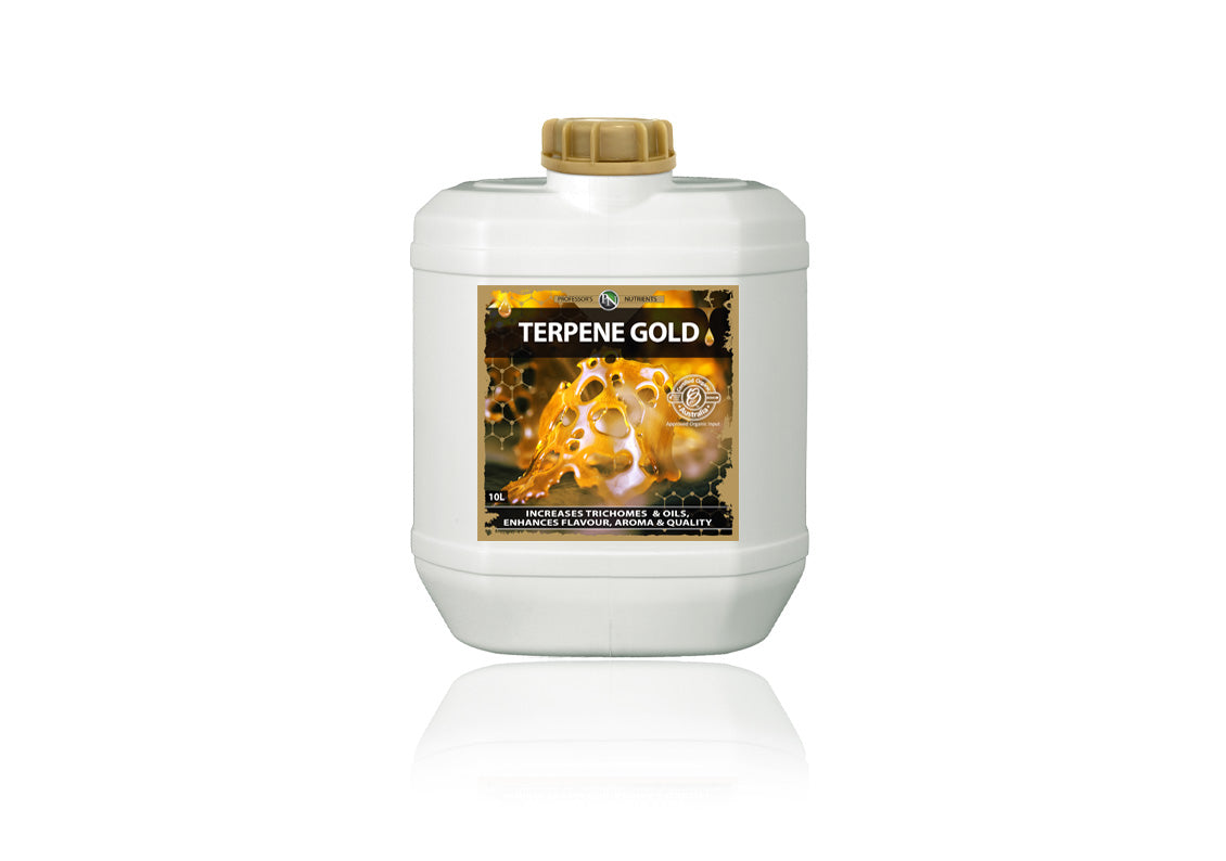 Professors Terpene Gold - Legana Plants Plus